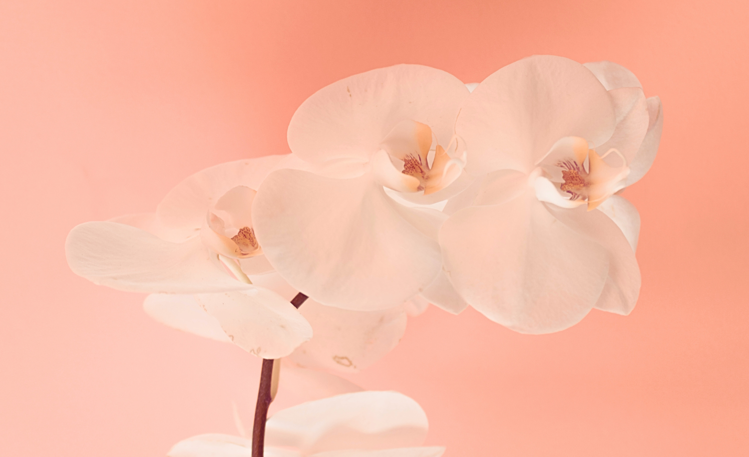 Mother's Day Sale